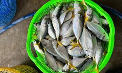 3 loại cá tốt bậc nhất cho người mỡ máu cao, ngừa bệnh tim: Chợ Việt cực sẵn nhưng nhiều người chưa biết mà ăn!