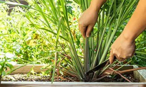 Ngày càng nhiều gia đình trồng sả trong nhà, hóa ra không chỉ để làm gia vị