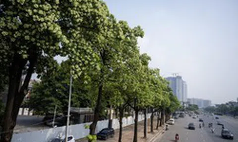 Hoa sữa nở rộ, tỏa hương đậm đặc khắp Hà Nội: Người dân dùng vòi nước phun rụng, đóng kín cửa vẫn không thoát mùi