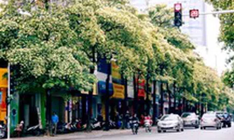 Hà Nội đề xuất phương án di dời một số cây hoa sữa tới vị trí phù hợp