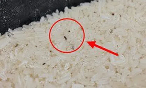 Nói thật: Gạo cất 5 nơi này chỉ tổ nuôi mọt, sinh mốc, rước nguy cơ vào bữa cơm