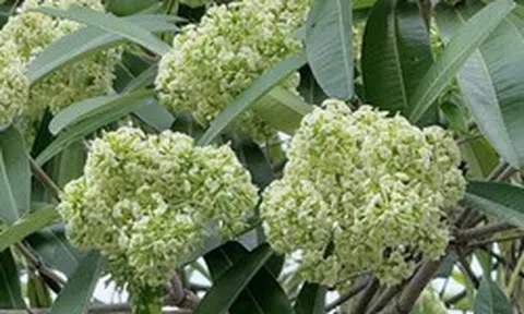 Đau đầu, buồn nôn vì mùi hoa sữa: Có phải ngộ độc?