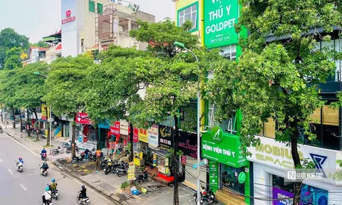 Hà Nội cắt tỉa đồng loạt 992 cây hoa sữa trên 13 tuyến phố