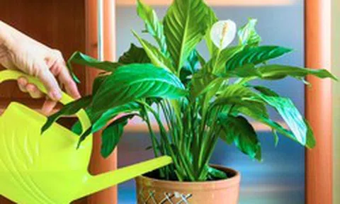 Thứ mà cây lan ý "rất thích", chẳng mất tiền mua, công dụng tuyệt vời