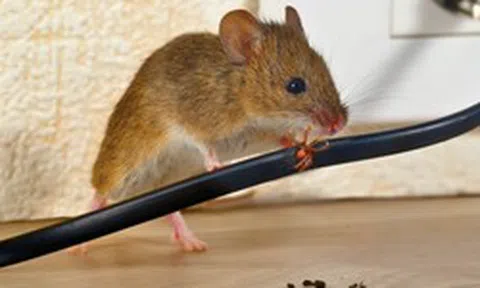 Cách đuổi chuột bằng 1 nguyên liệu rẻ tiền nhưng cực hiệu quả: Nhiều gia đình đã có sẵn
