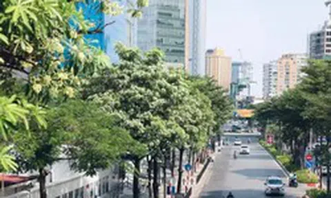 Hà Nội lý giải về đề án quản lý phát triển cây xanh, vườn hoa