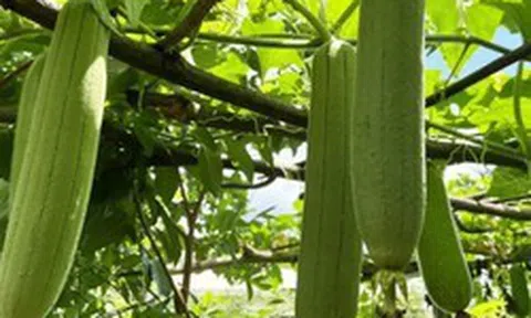 Bộ phận của quả mướp nhiều người vứt bỏ không ngờ có công dụng bất ngờ