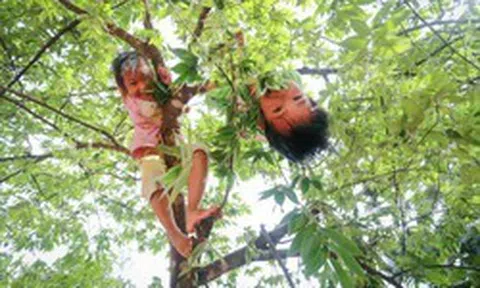 Vì sao Hà Nội cấm trồng loài cây cho quả ngọt, gắn với tuổi thơ của nhiều người Việt?