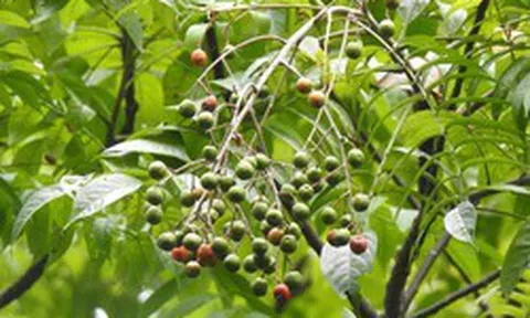 Việt Nam có loại cây quả chín mọng, nhiều người ăn từ bé nhưng Hà Nội lại cấm trồng