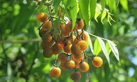 Vì sao Hà Nội cấm trồng loài cây quen thuộc với nhiều người Việt, là dược liệu trong nhiều bài thuốc dân gian?