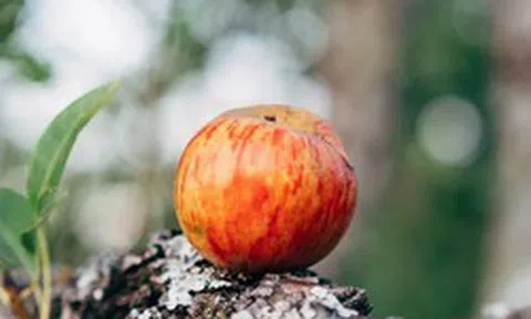 Con gái 2 tuổi bị quả táo ném từ trên cao trúng mắt, người mẹ kiên quyết khởi kiện toàn bộ 13 chủ căn hộ và quản lý chung cư