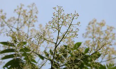 Vì sao Hà Nội cấm trồng loài cây quen thuộc với người Việt, quả chín mang hương thơm, hạt chứa dầu có thể làm xà phòng?