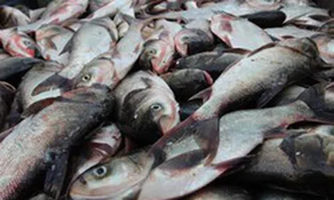 Loài cá thường bị chê vì mùi tanh nhưng lại là “kho báu” Omega-3 cực tốt cho sức khỏe