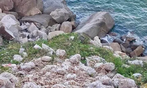 Đổ trộm 3,8 tấn ghẹ chết bốc mùi ra bờ biển, người đàn ông bị xử phạt