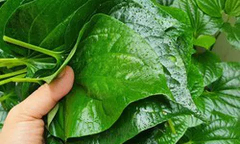 5 loại rau chỉ cần trồng một lần, hái ăn hết lứa này đến lứa khác
