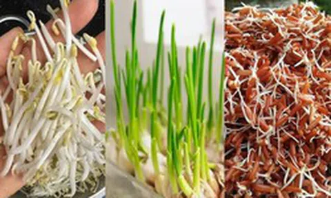 3 thực phẩm khi mọc mầm chẳng những KHÔNG ĐỘC mà còn gấp đôi dinh dưỡng