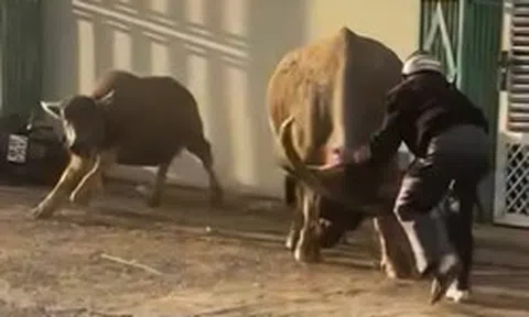 Trâu cái húc 6 người bị thương, lao vào đám cưới ở Lâm Đồng