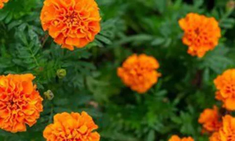 7 loại cây đuổi muỗi tốt nhất: Toàn loại quen thuộc với người Việt