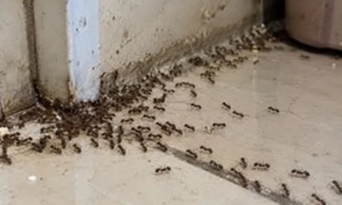 5 vật đột ngột vào nhà báo hiệu trời sắp thay đổi, người có kinh nghiệm nhìn là biết