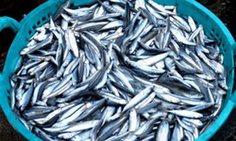 Loại cá giàu omega-3 canxi gấp 25 lần cá hồi nhưng giá rẻ hơn ít nhất 10 lần, chợ Việt đang bán đầy: "Nhỏ mà có võ", ít ngậm hóa chất