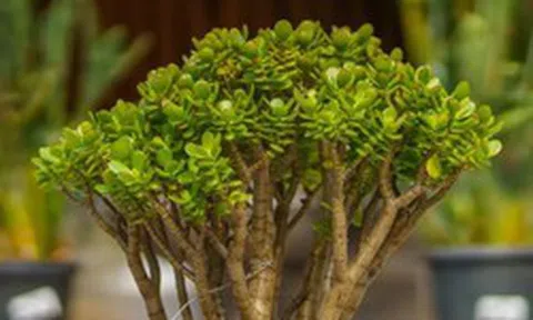 5 loại cây được ví như “nam châm hút tài lộc”: Vừa đẹp, vừa dễ trồng