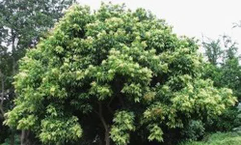 Vì sao Hà Nội cấm trồng loại cây có quả quen thuộc, nhiều nhà từng dùng thay xà phòng, chất tẩy rửa đồ, quần áo?