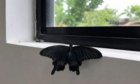 5 vật màu đen đột ngột vào nhà là điềm báo phong thủy, gia chủ nên biết để lưu ý