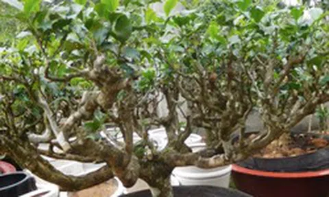 Nhiều gia đình trồng một cây chè trong nhà: Hóa ra không chỉ để lấy lá