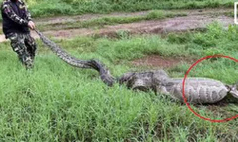 Người dân ghi lại cảnh tượng "nổi da gà" ngoài vườn