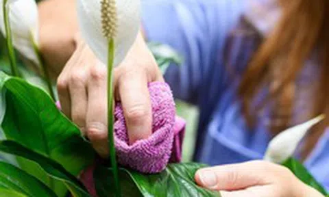 Nhiều người trồng cây lan ý trong nhà, hóa ra không chỉ để làm cảnh