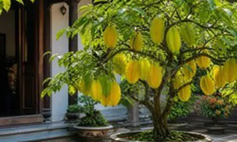 Nên trồng khế ngọt hay khế chua trước nhà để phong thủy tốt, thu hút vận may?