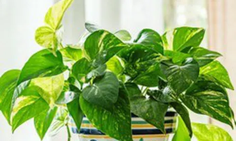 Trồng cây trầu bà trong nhà, chớ nên đặt ở vị trí này kẻo "hao tài, tán lộc"
