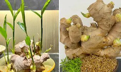 Nhà nào đang trồng gừng nên biết 4 điều quan trọng