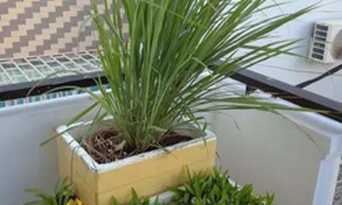 Nhà nào đang trồng sả nên biết 4 điều quan trọng