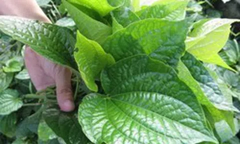 Nhà nào đang trồng lá lốt nên biết 4 điều quan trọng