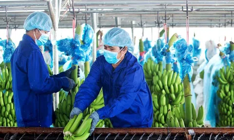 Hoàng Anh Gia Lai lãi hơn 2.600 tỷ nhờ xóa nợ lãi trái phiếu