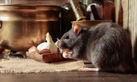 8 cách đuổi chuột hiệu quả mà không cần dùng tới bả độc